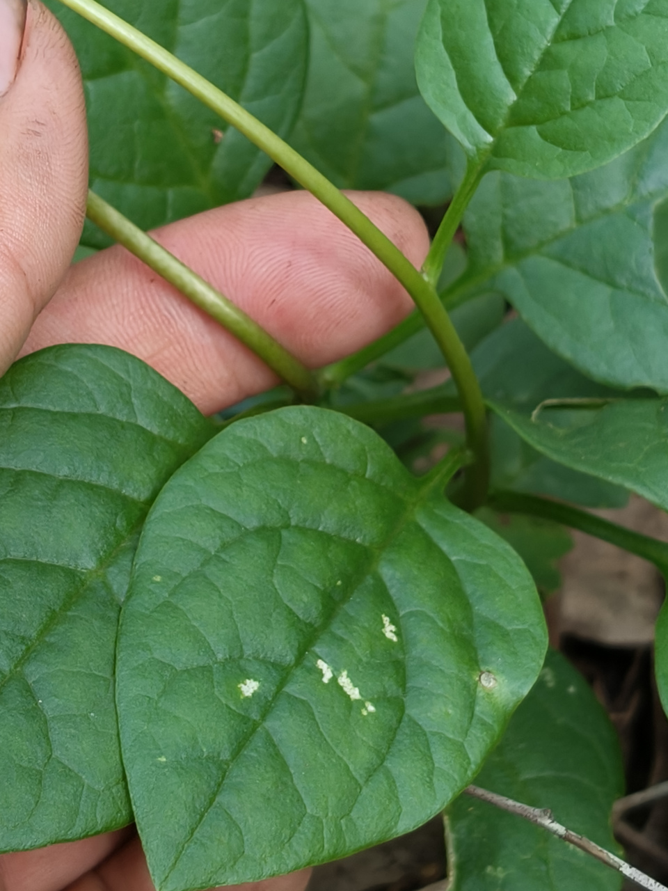 农村的爬藤植物落葵,你们可能见过但叫不出它的名字来这植物可了不得