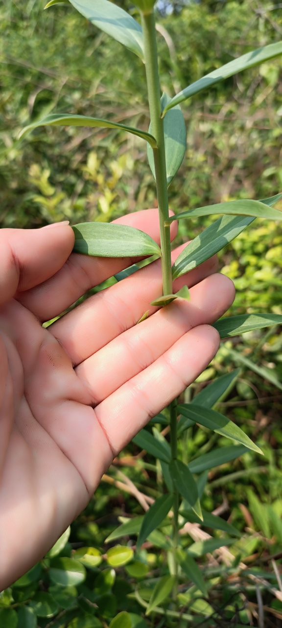 山喇叭花,又名野百合是一年生草本植物,茎杆直立,叶小长披针形,花顶生