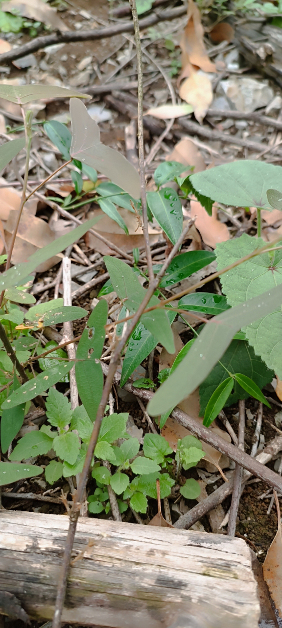 飞机草,又名蝙蝠草(月见草)很多人对它不了解, 初见这株小植物,就被它