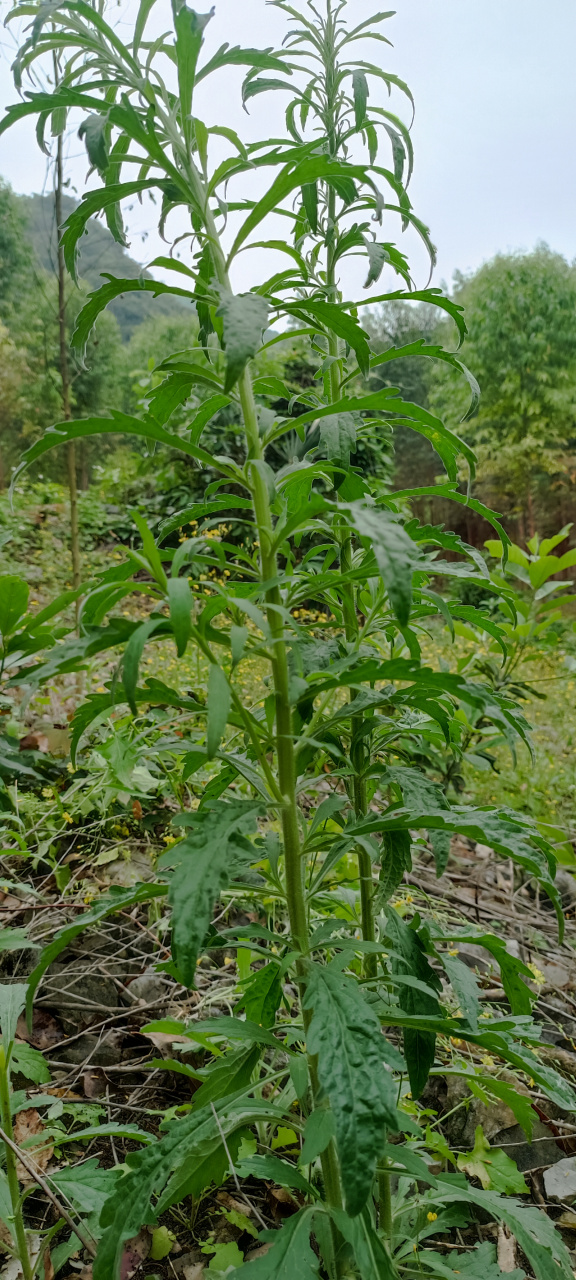 这是蓬莱草,它是马鞭草科属过江藤的全草,它是农村最常见的草本植植