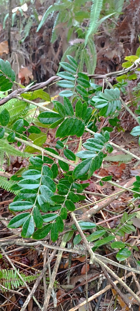 贵州野生牛大力的图片图片