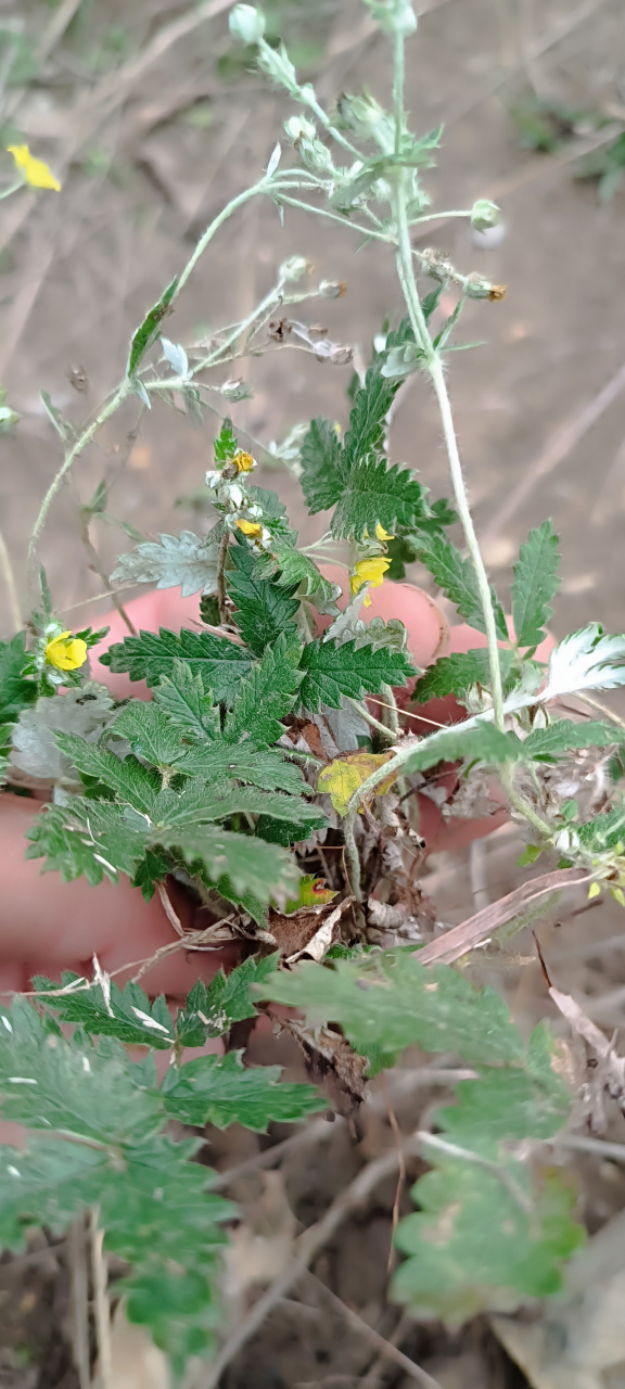 喜欢生长在山坡草丛中,它叫翻白草,别名鸡爪根它的根薯形似鸡爪而得名