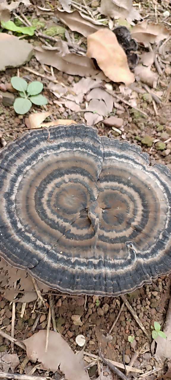 今天在回家路上树林里找到了野生香血灵芝,真是惊喜连连!