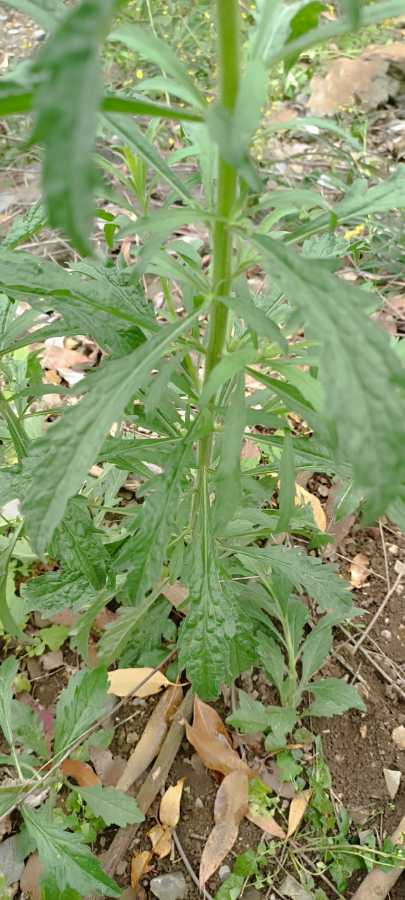 野生龙门草图片图片