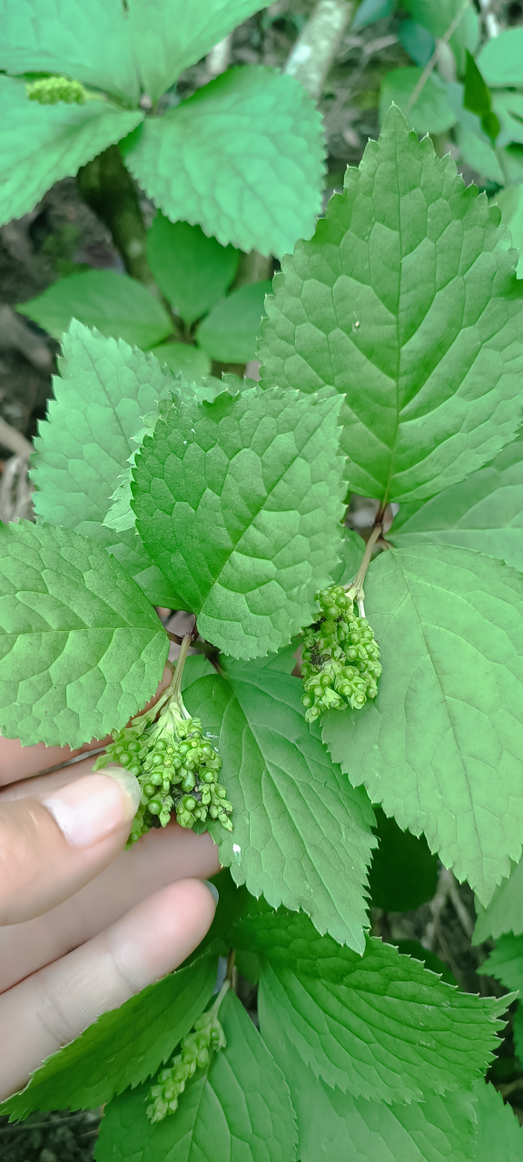 叫打不死的草药图片图片