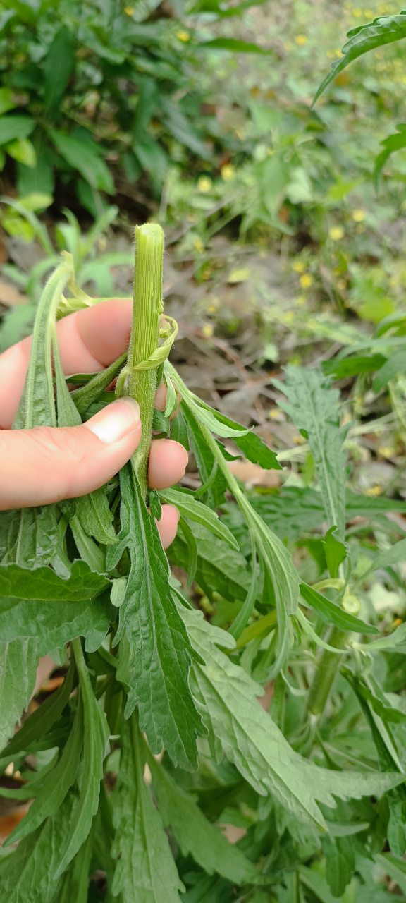 这是蓬莱草,它是马鞭草科属过江藤的全草,它是农村最常见的草本植植