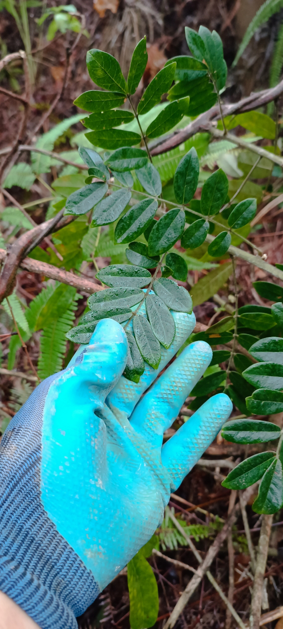 野生的牛大力它来了,个个都是精品货