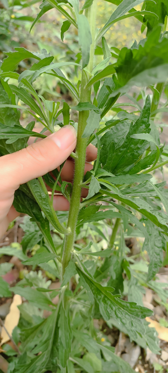 这是蓬莱草,它是马鞭草科属过江藤的全草,它是农村最常见的草本植植