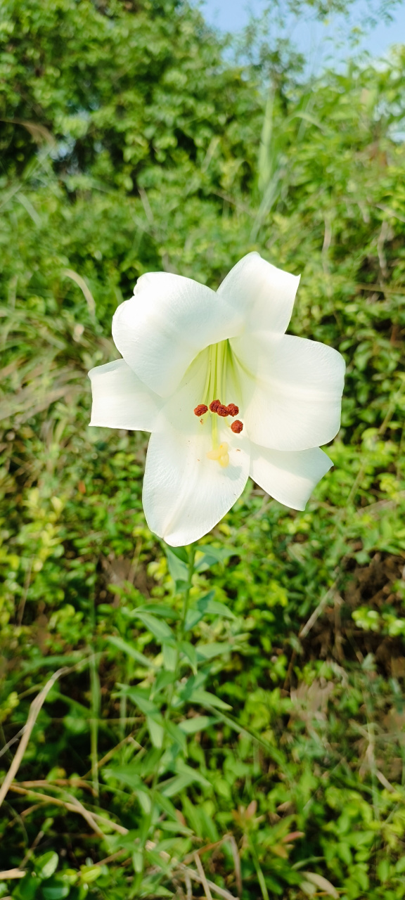 又名野百合是一年生草本植物,茎杆直立,叶小长披针形,花顶生花冠结白