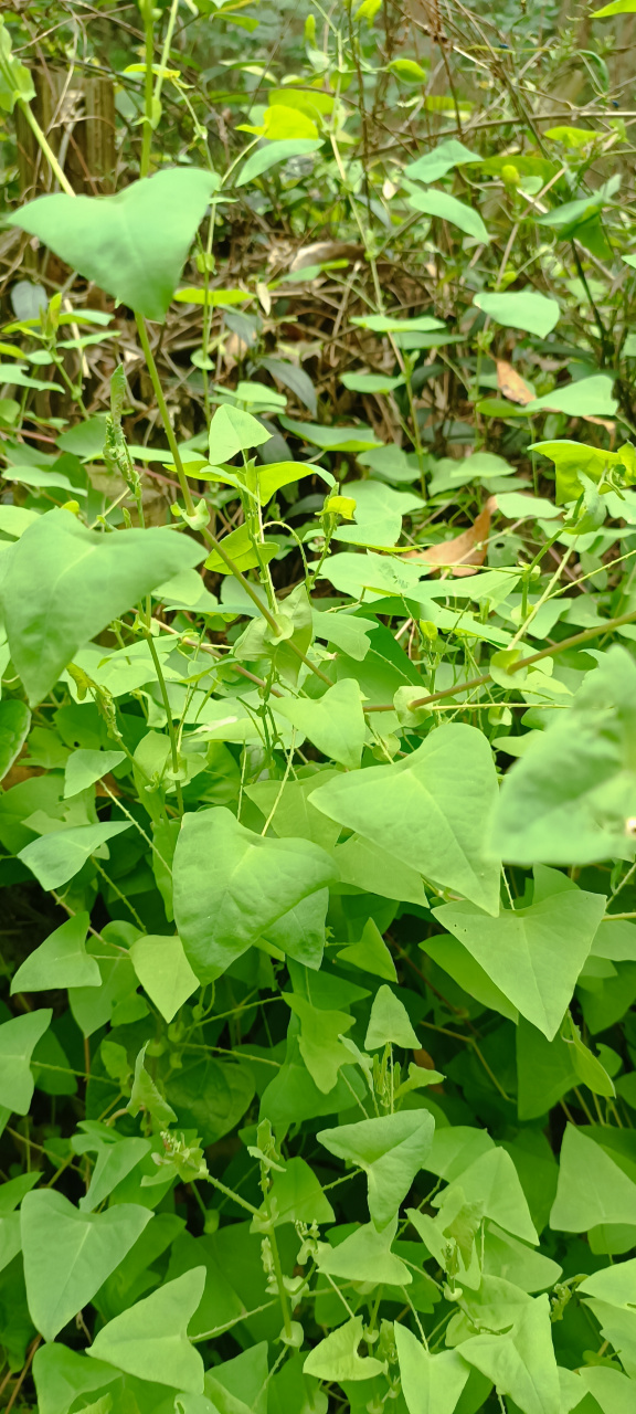 台蛇剑草药图片大全图片