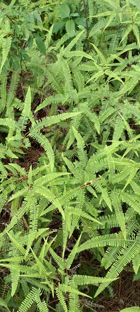 蕨菜图片芒萁图片