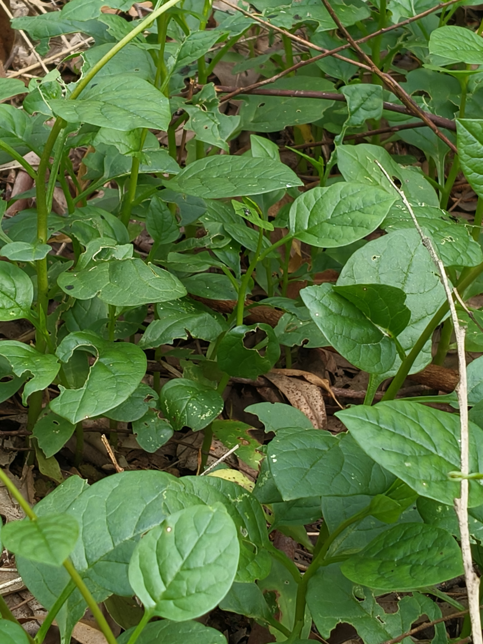 农村的爬藤植物落葵,你们可能见过但叫不出它的名字来这植物可了不得