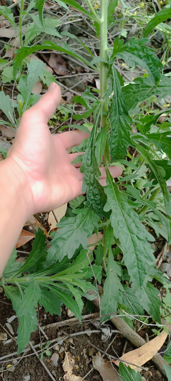 这是蓬莱草,它是马鞭草科属过江藤的全草,它是农村最常见的草本植植