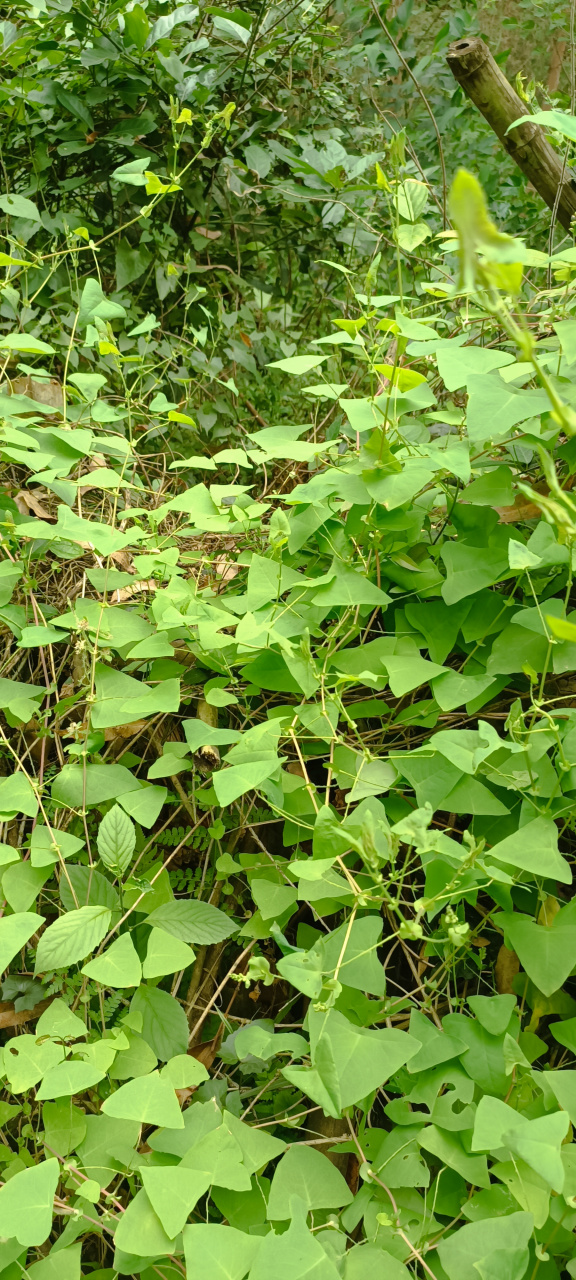 台蛇剑草药图片大全图片