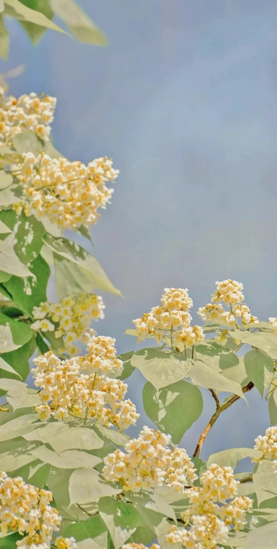 花花壁纸#最靓头像壁纸征集赛# #今日分享# #壁纸# #热点引擎计划