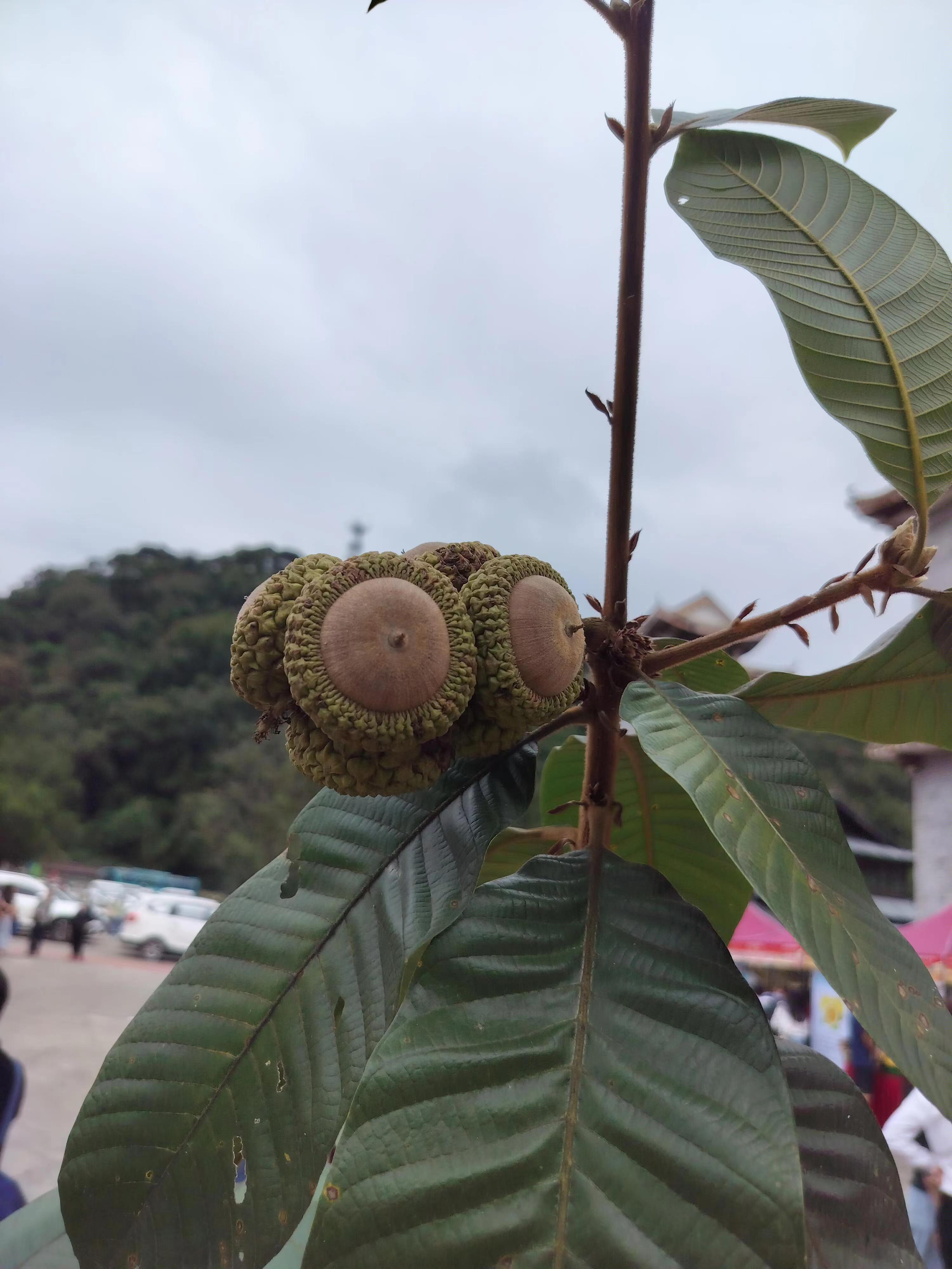 大吴风草的果实图片