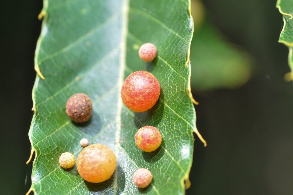 对于防癌可以考虑五倍子这种 虫瘿虫癌栎树瘿蜂幼虫树瘿针叶树上的