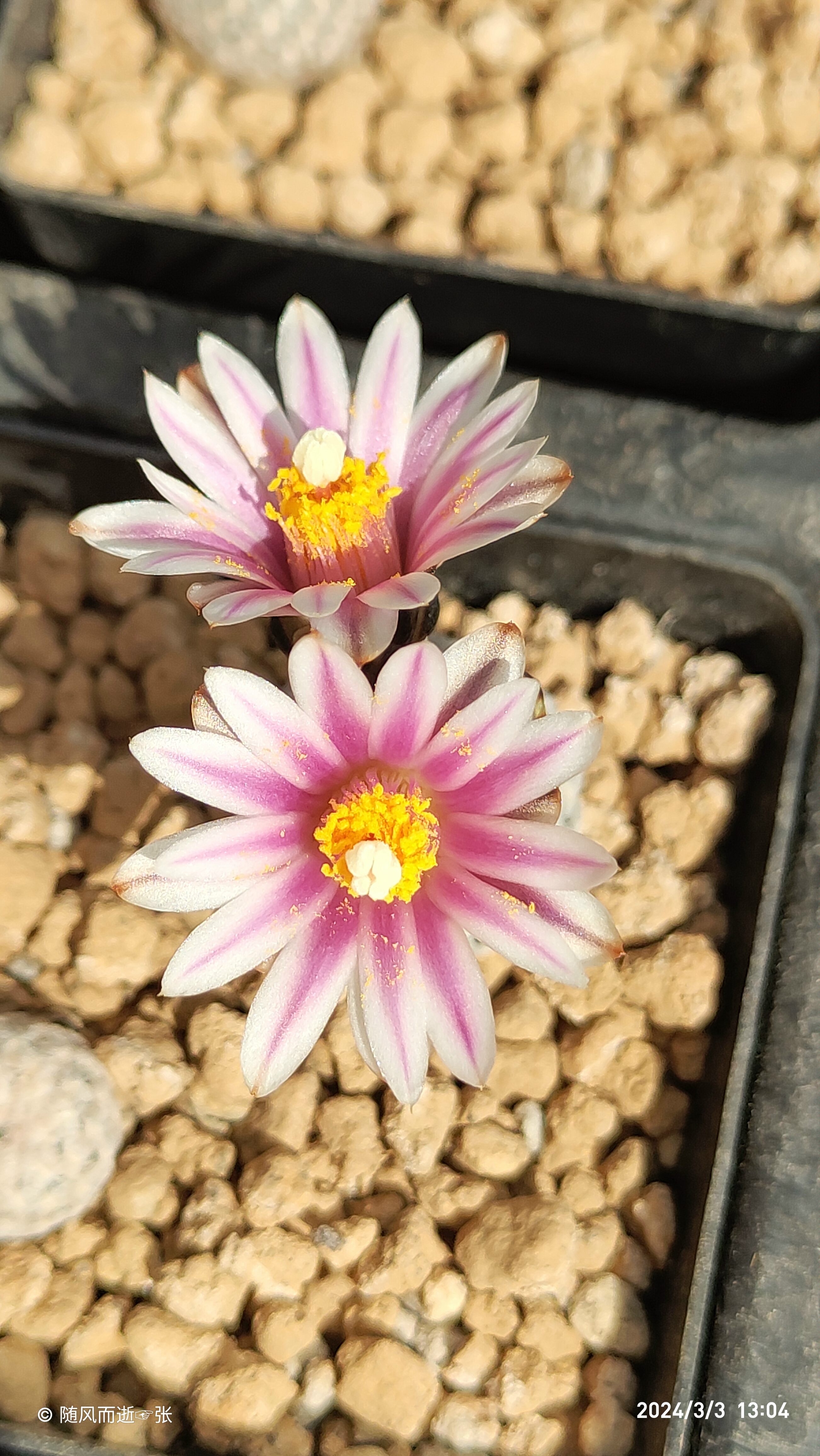 仙人球蔷薇丸,花比球大.