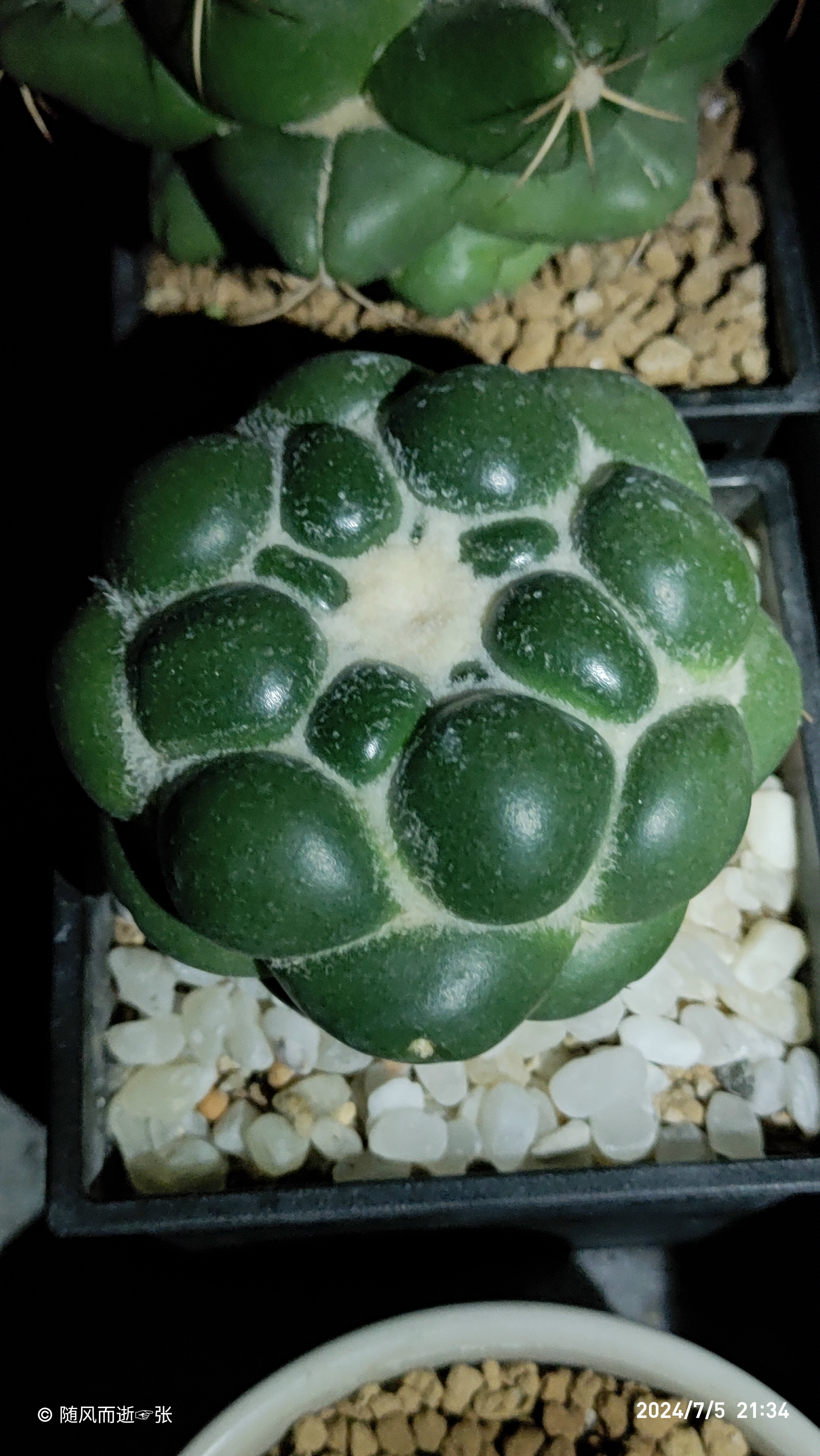 仙人球《无刺象牙》2年到3年的转变