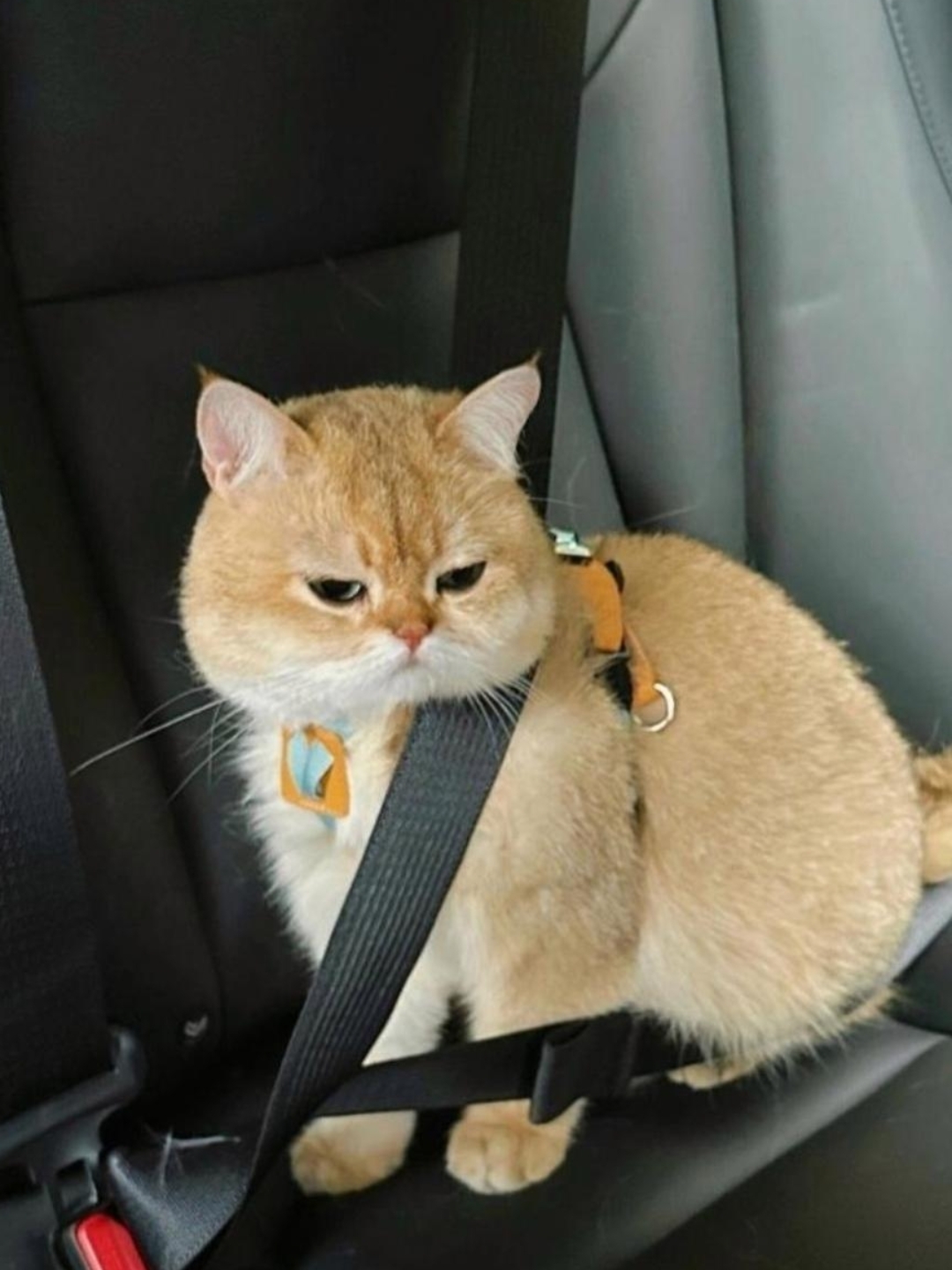 不知你们有没有试过给猫系上安全带?