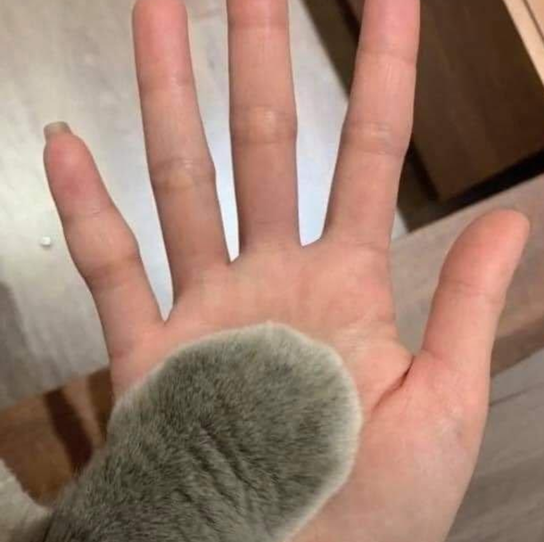 这肉乎乎的猫爪在x光拍摄下显得格外的可爱!