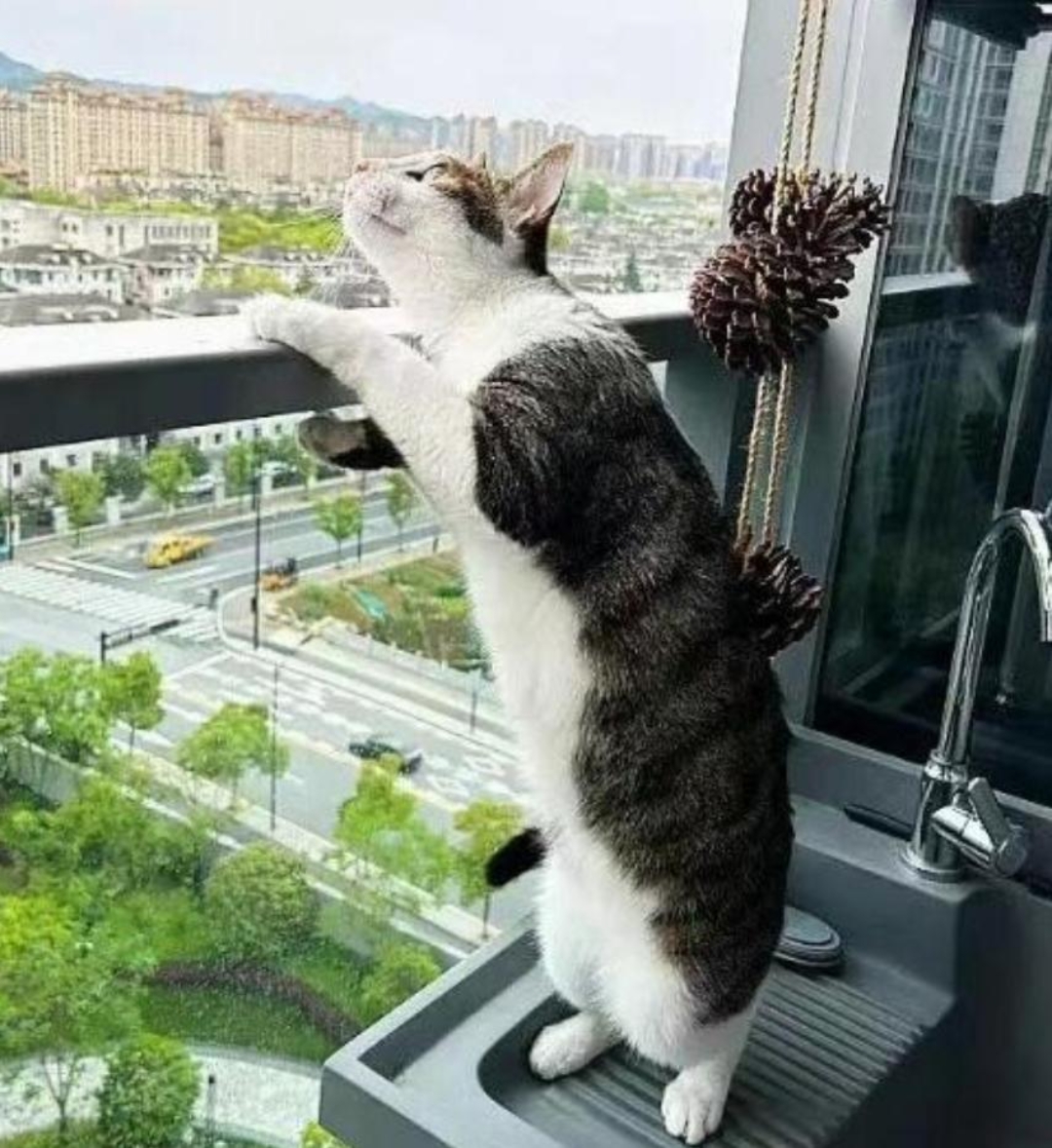 怎么养了只这样的猫,这么爱八卦,这不楼上家里有点响动,它就跑到阳台