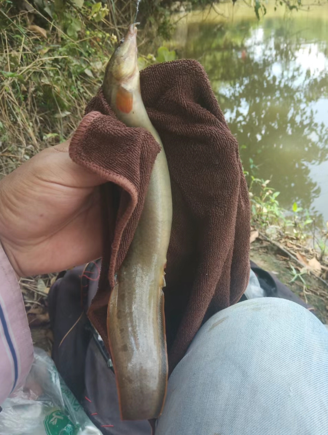 刚钓上来的一条好奇怪的鱼,长的像泥鳅,但嘴巴又是尖尖的,关键是背上