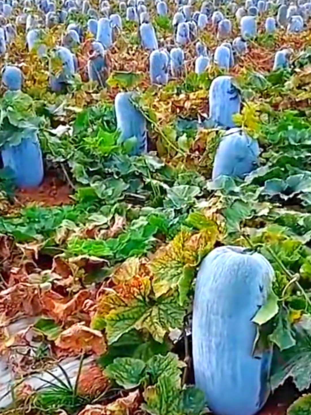 看现在蔬菜价格的走势,今年陈大爷算上赶上了,你看他种的这一地的冬瓜