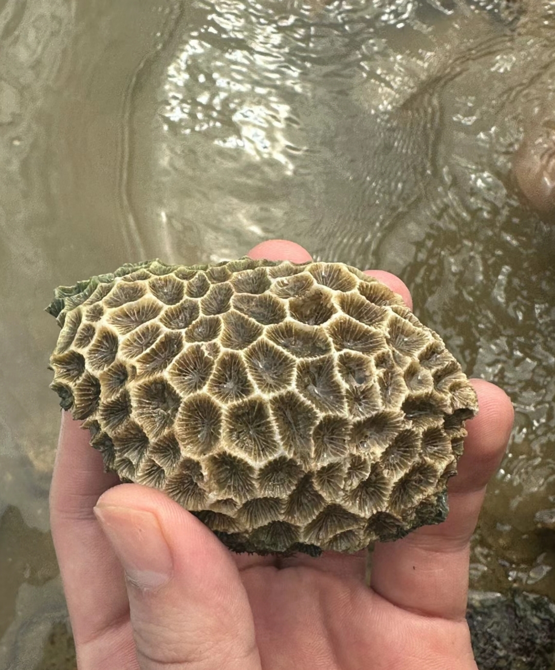 今天在海边捡到这块石头,跟鹅蛋一般太小,上面呈蜂窝状,太奇特了.