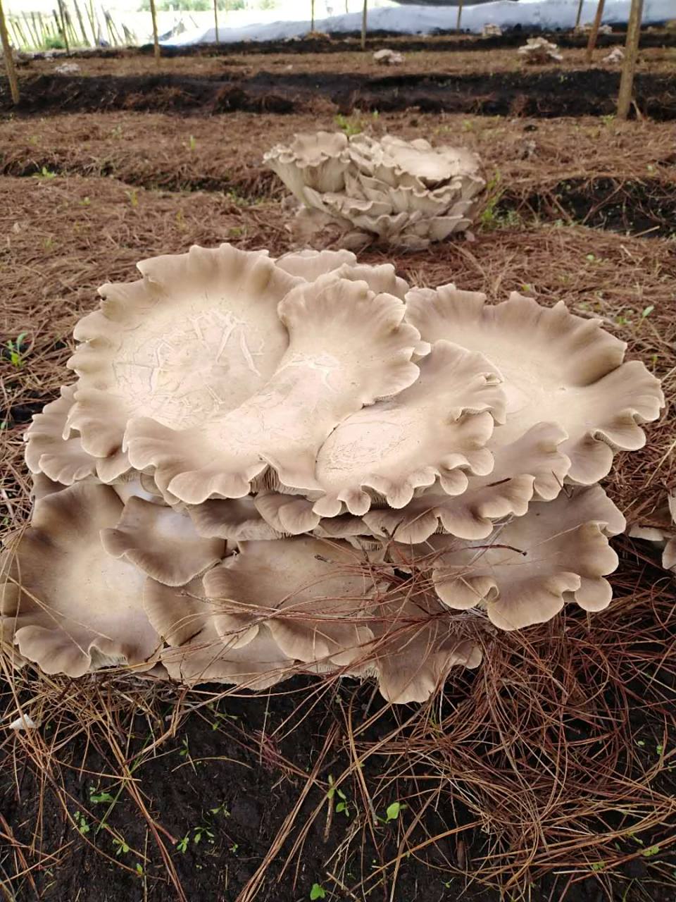 褐灵菇的经济效益  褐灵菇作为一种新型,食药用菌.
