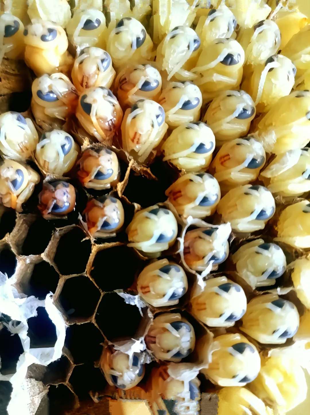 马蜂蛹是马蜂的幼虫期的虫体,富含高蛋白,低脂肪的营养成分,具有滋补