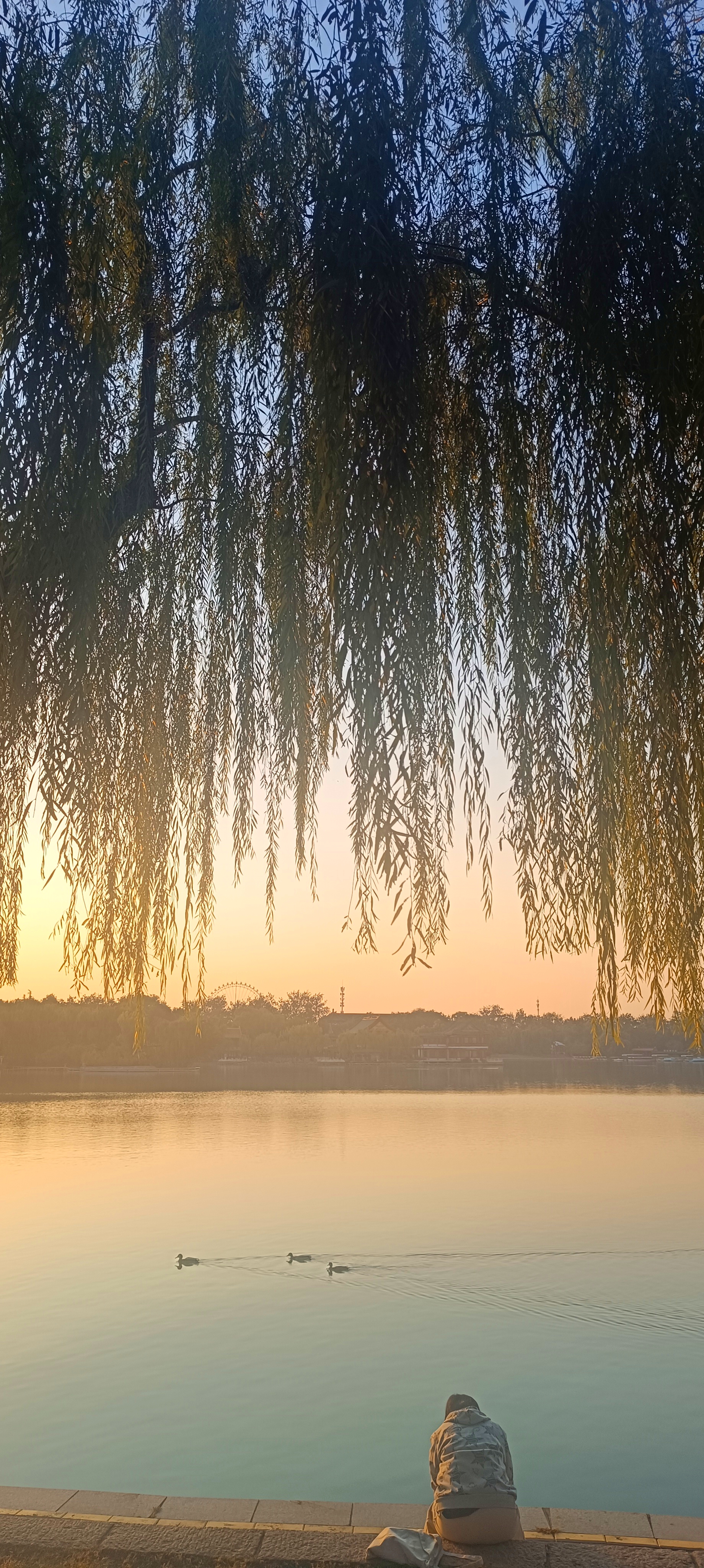 夕阳下的湖边,柳树轻拂着水面,微风不燥,岁月静好.