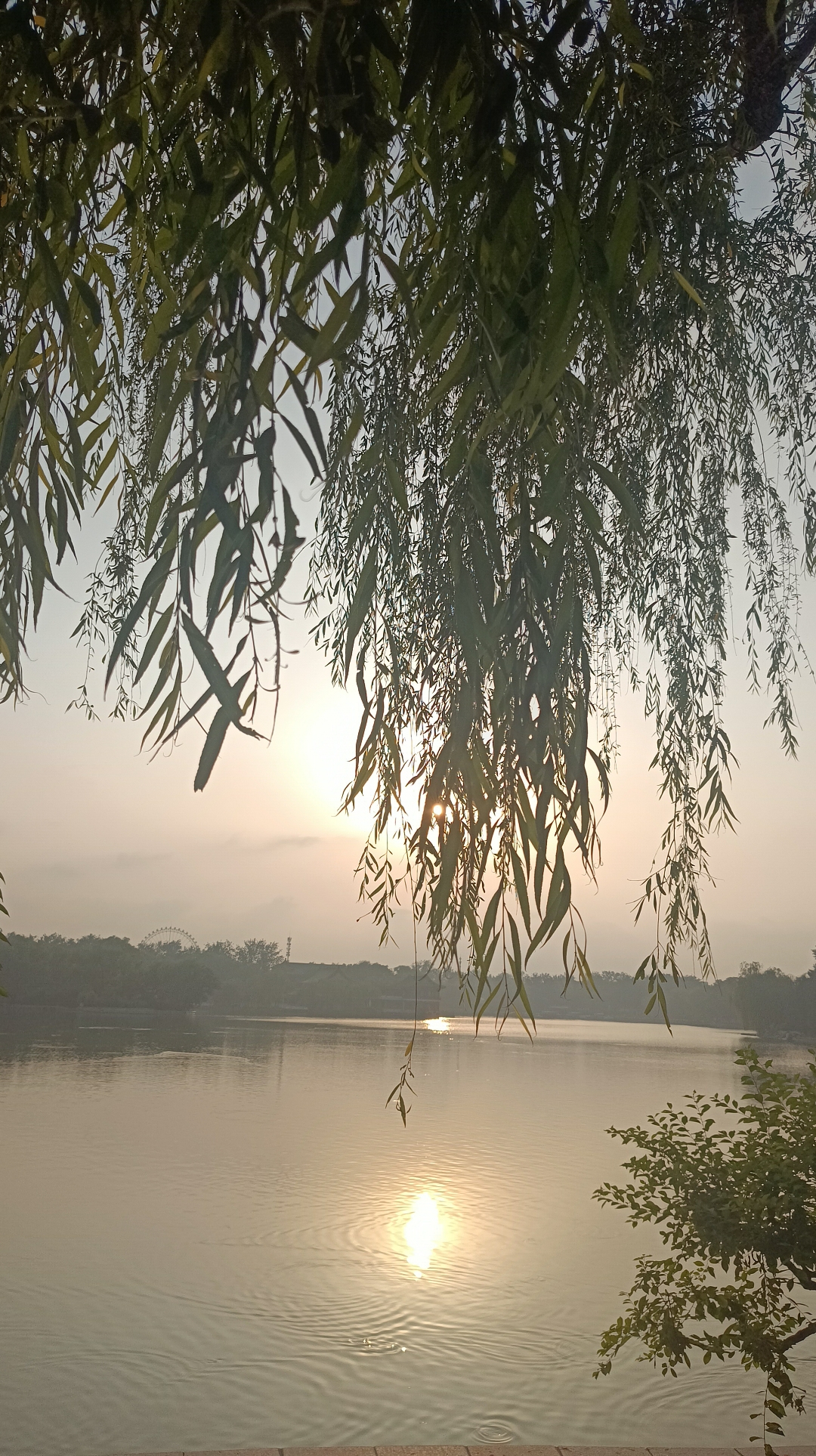 家门口的湖边,夕阳下的宁静,柳树的剪影,波光粼粼的水面,生活如此美好