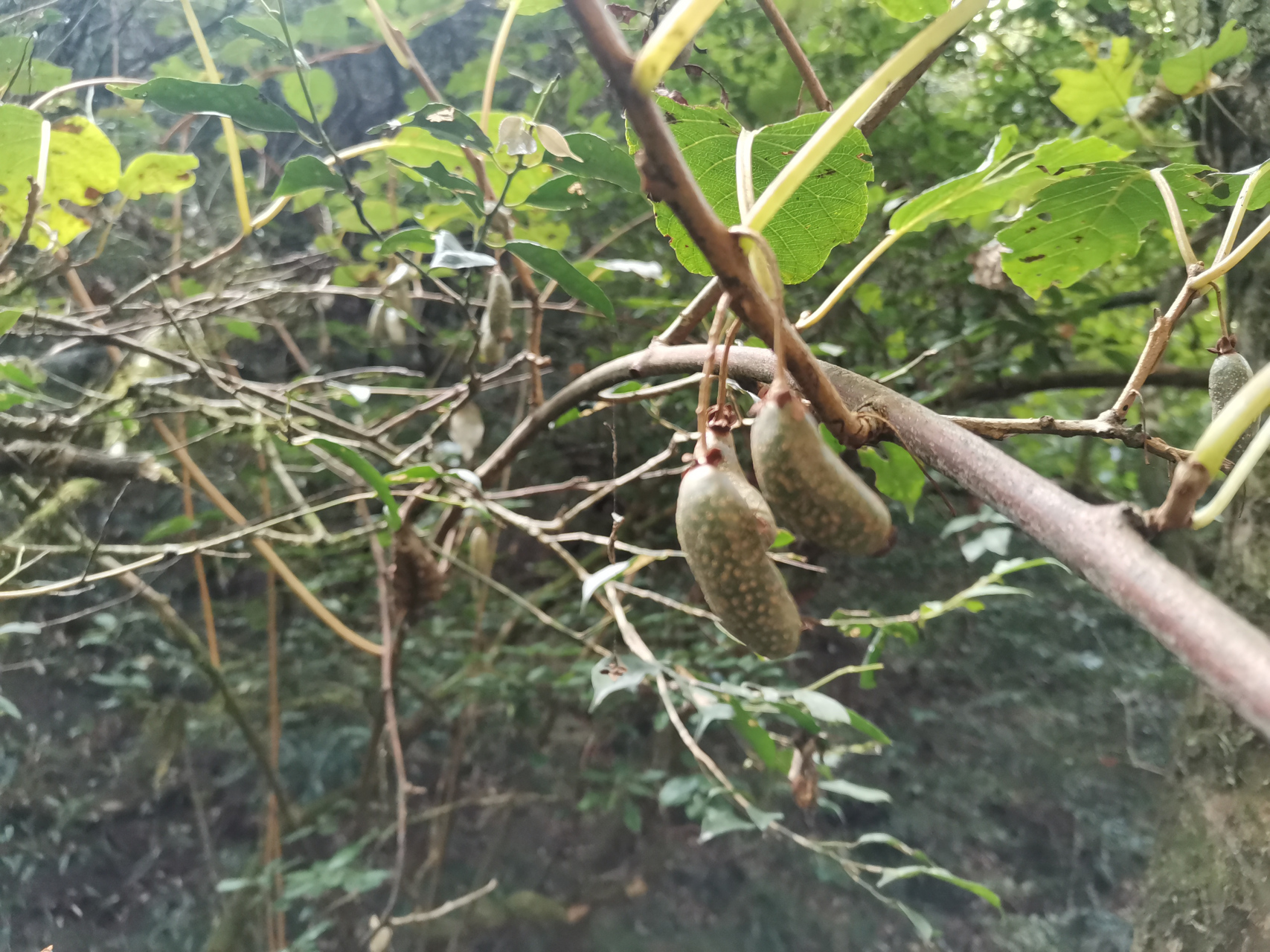 大山里最小的猕猴桃,名字好听—京梨猕猴桃