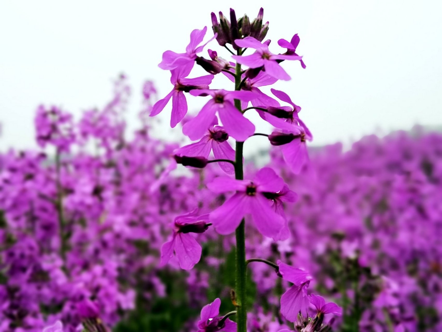 到平舆芝麻小镇办事时,路过了一片紫色"花海",车上的同事有的说是苜蓿