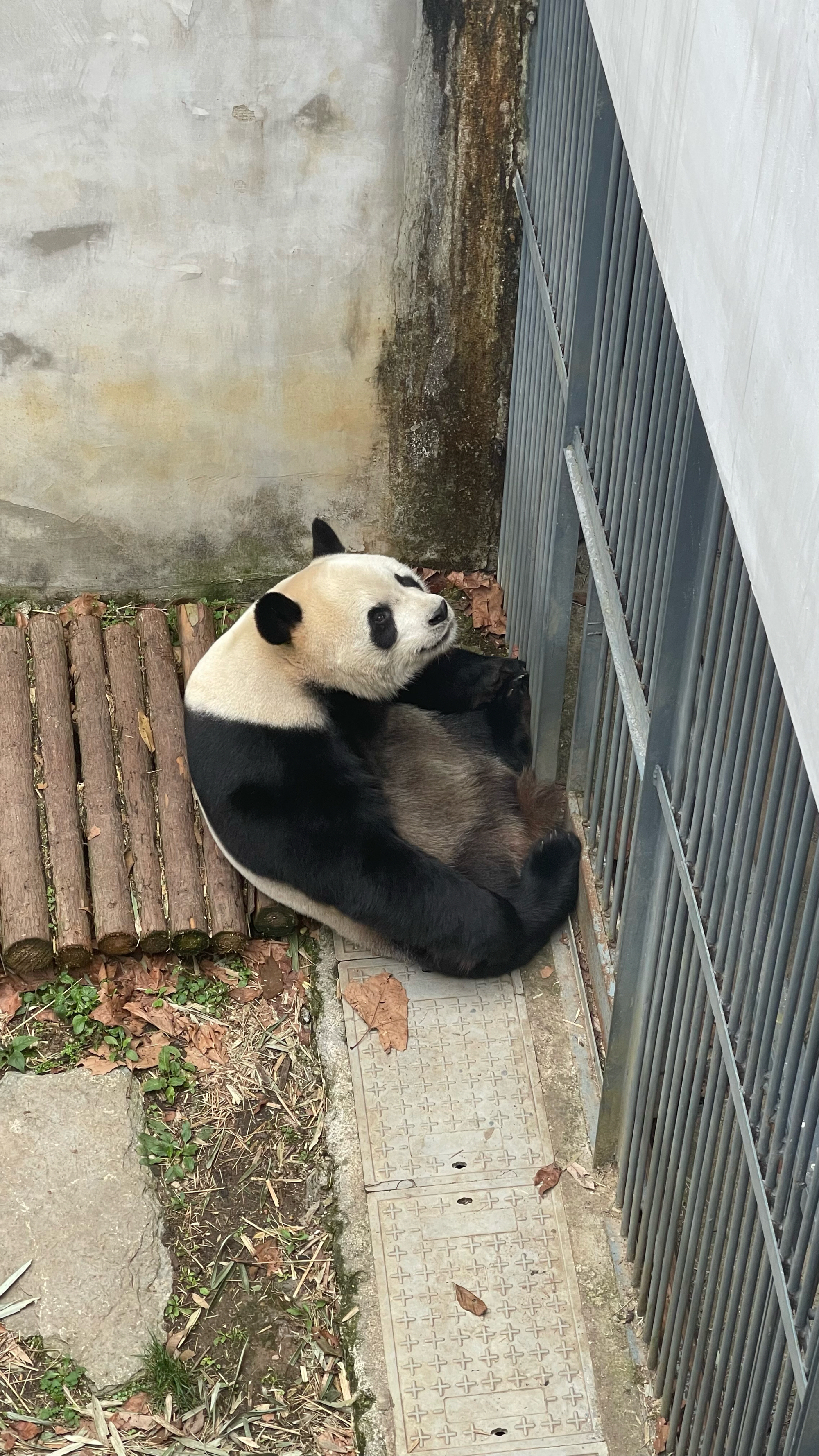 大熊猫星宝图片