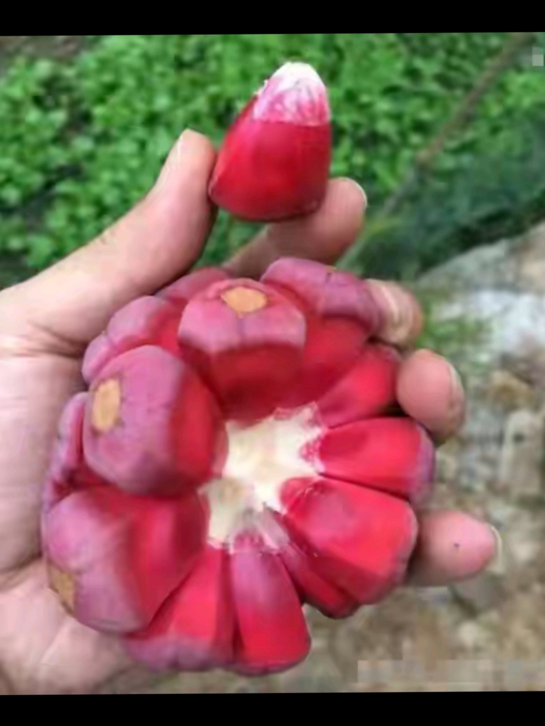 一一老虎果,酷似足球,被称长寿之果.
