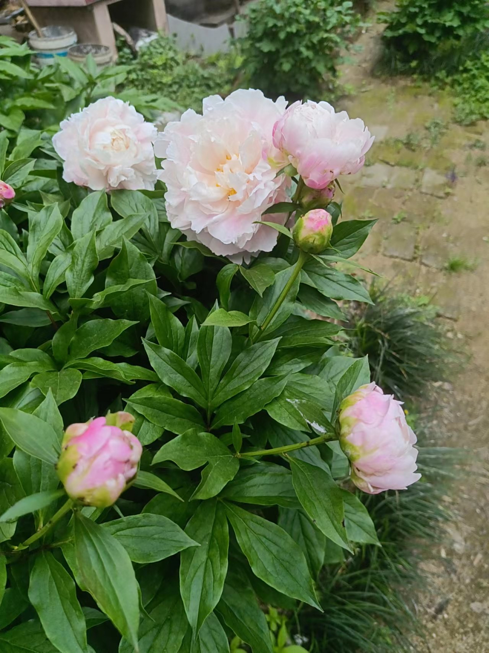 湖北的花王和花宰相开得一样灿烂!