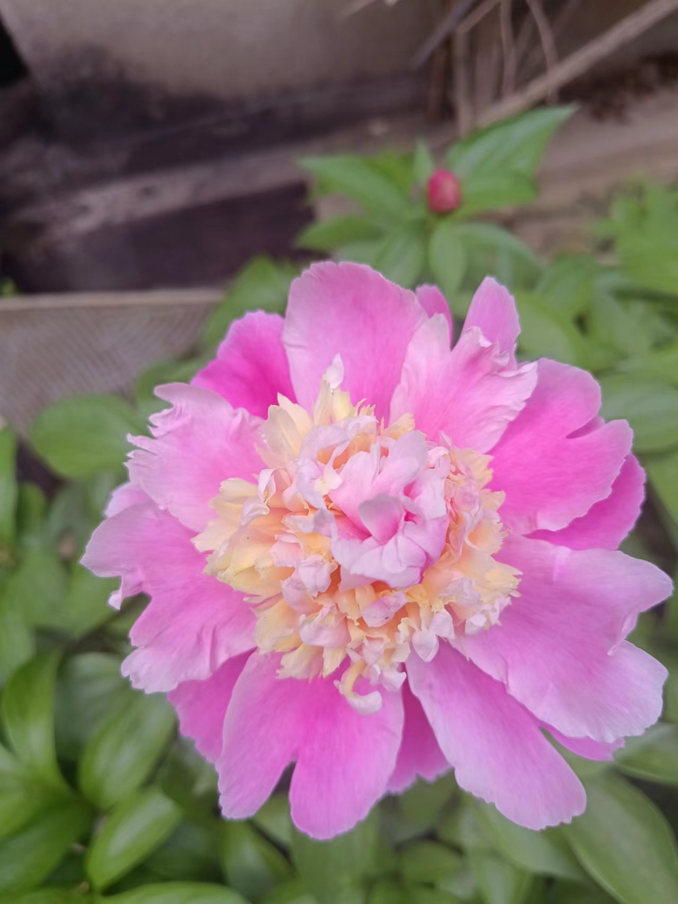 湖北的花王和花宰相开得一样灿烂!