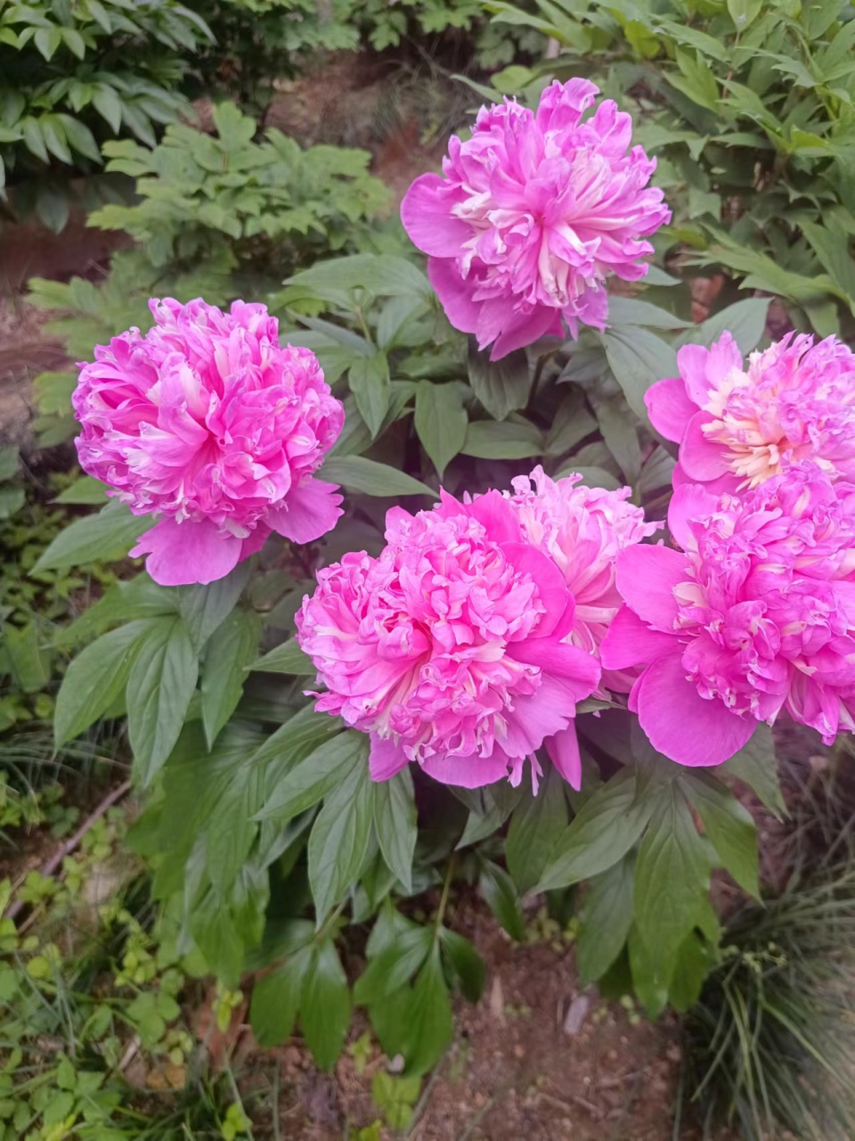 湖北的花王和花宰相开得一样灿烂!