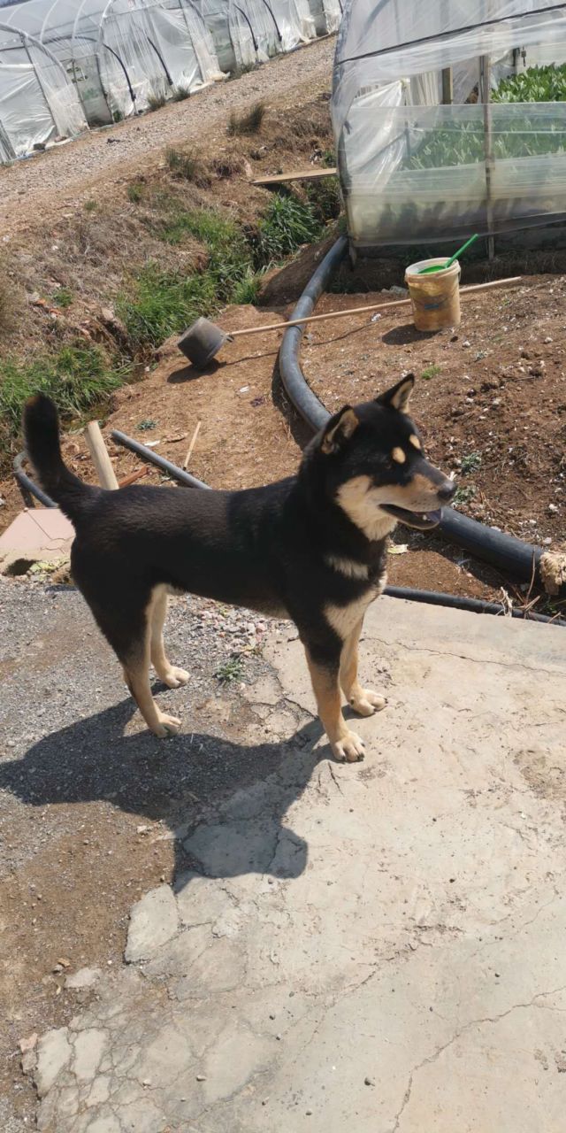 极品广西原生纯种中华田园广西土猎犬 国犬的骄傲