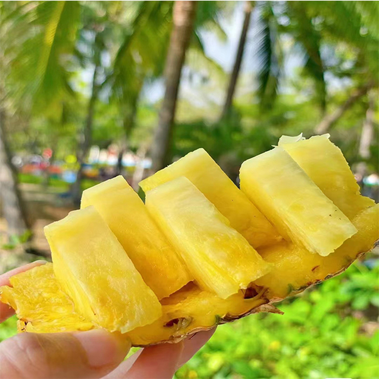 它的果实呈现出金黄色的外观,散发着迷人的香气,让人一见难忘.