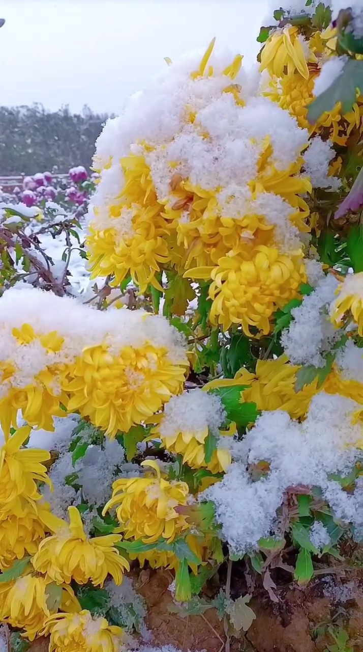 残菊傲雪图片