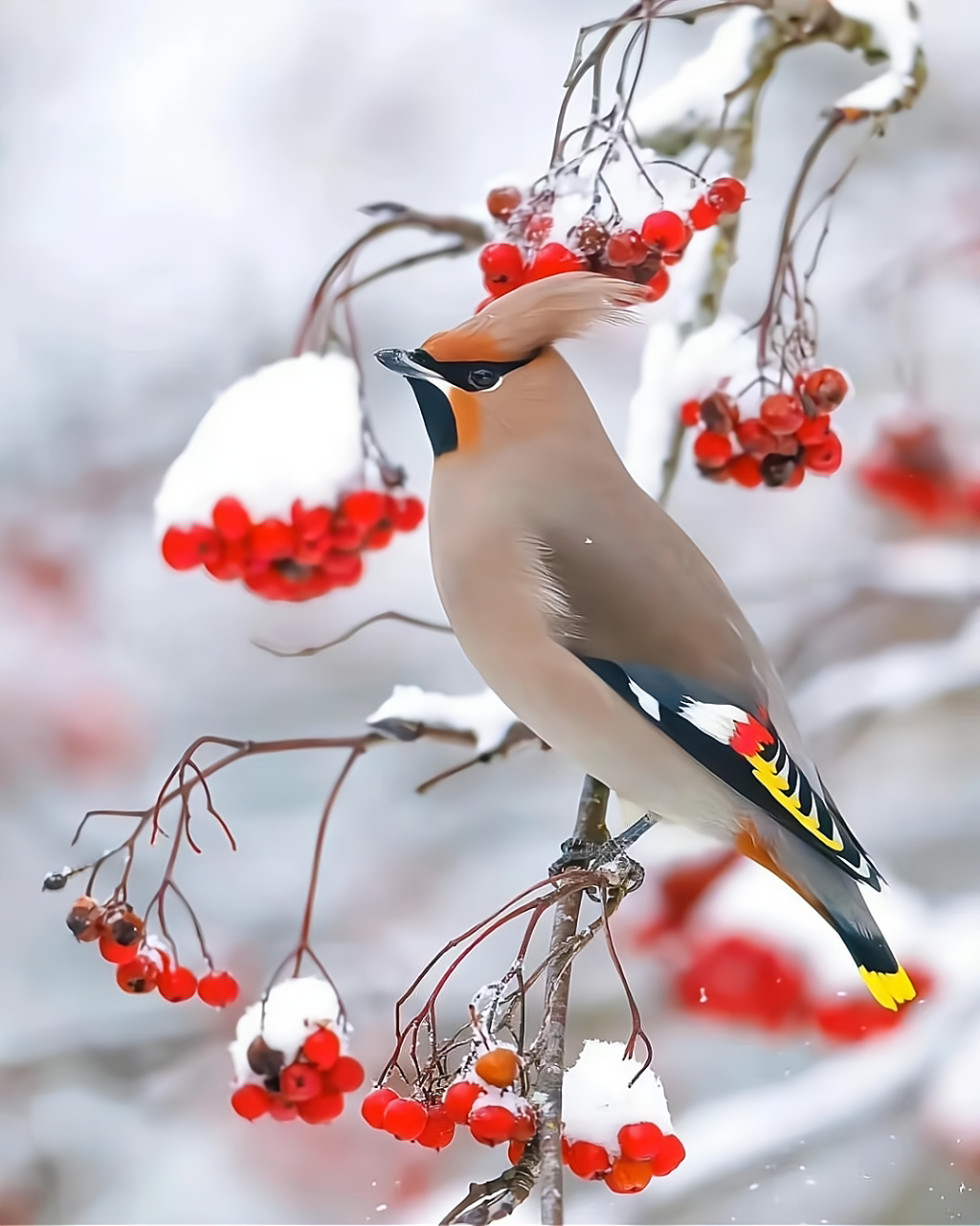 它们的翅膀上覆盖着一层薄薄的雪花,仿佛是一件白