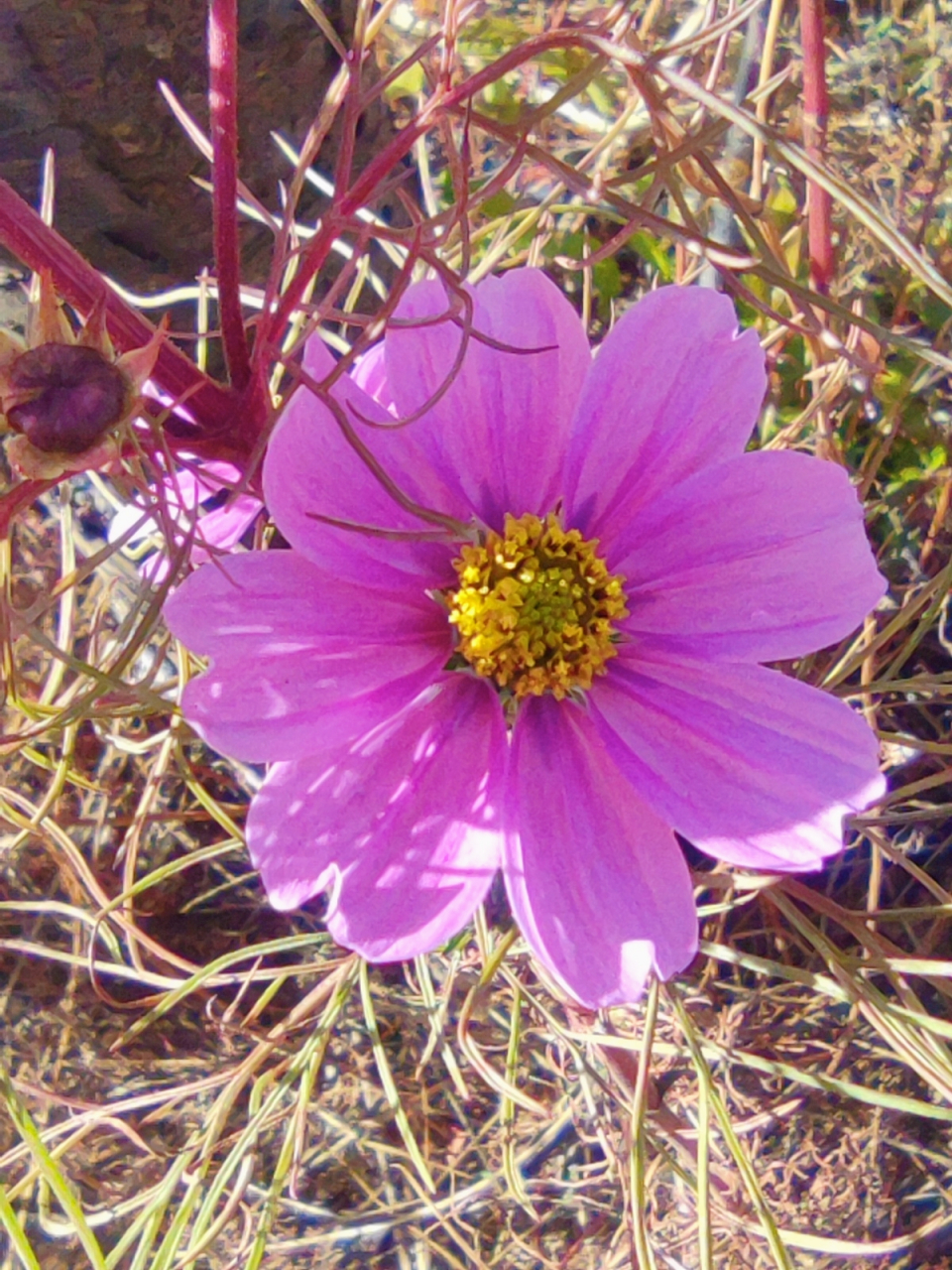 那一朵独自绽放的紫色花, 花蕊中藏着一片灿烂的黄.
