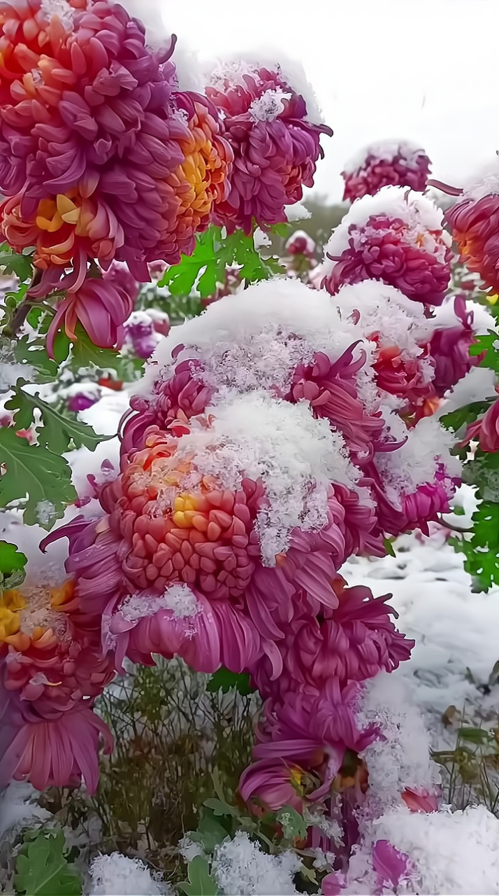 残菊傲雪图片