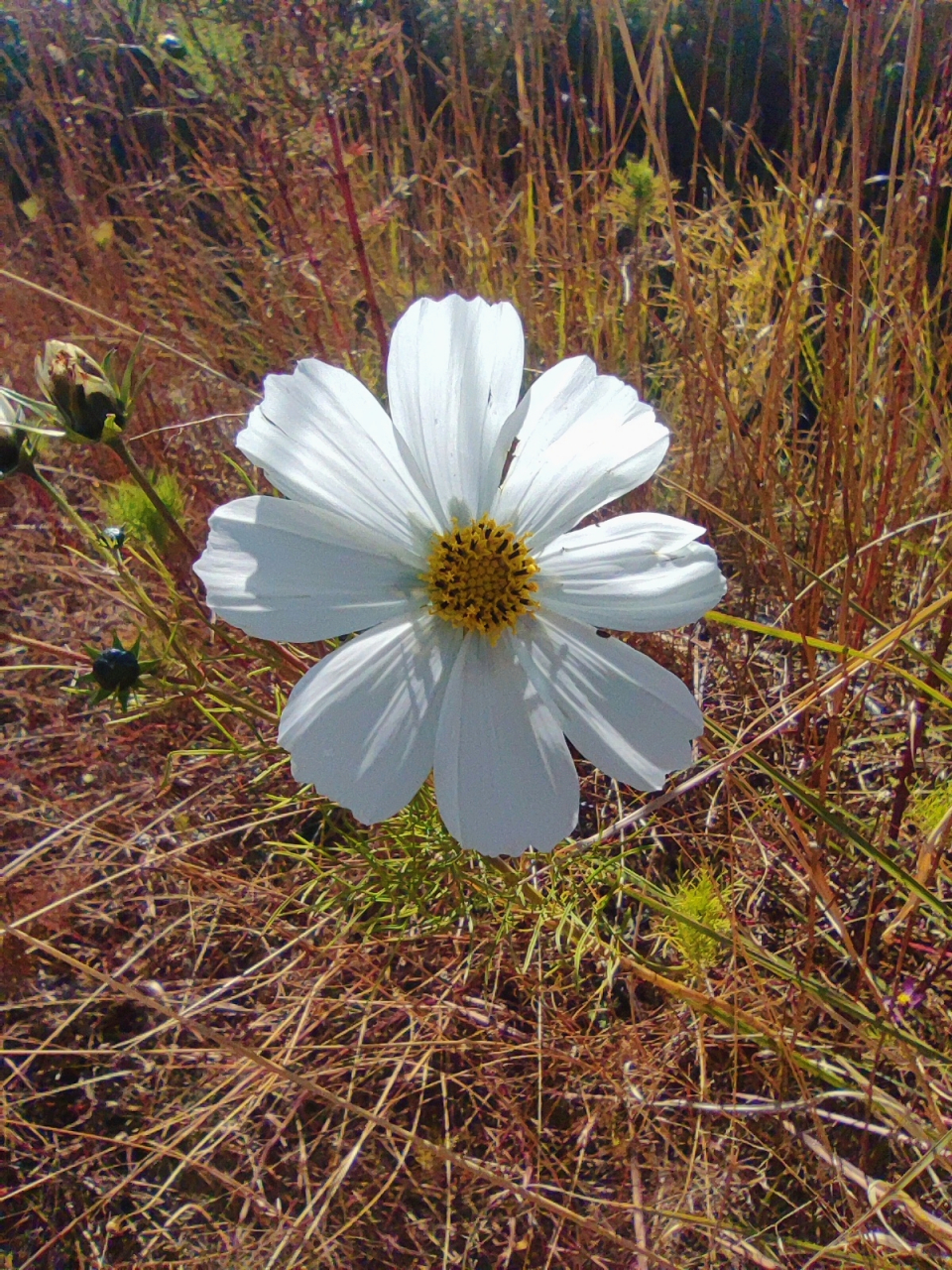 那一朵独自绽放的紫色花, 花蕊中藏着一片灿烂的黄.