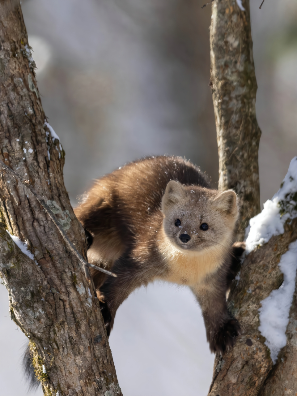 雪中的小可爱[比心]紫貂是一种非常可爱的动物,它们生活在寒冷的地区