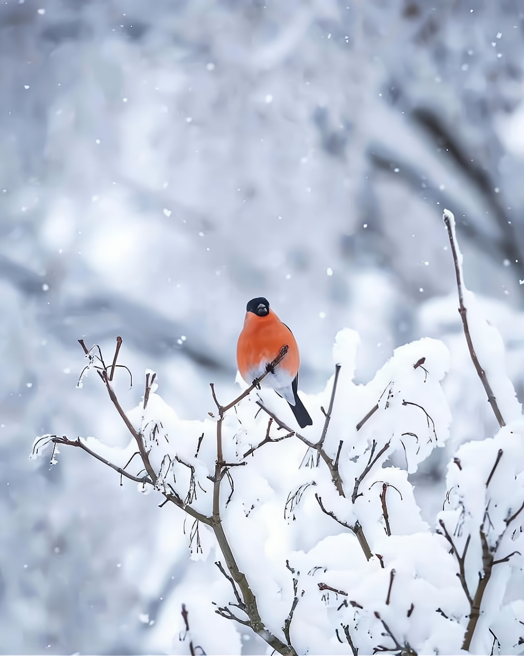 它们的翅膀上覆盖着一层薄薄的雪花,仿佛是一件白
