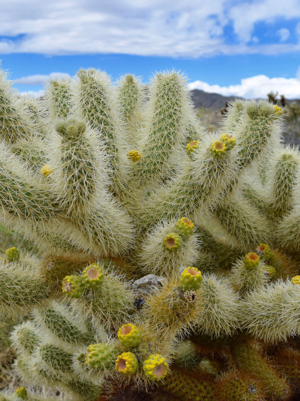 泰迪熊仙人掌是一种可爱的仙人掌品种,因其形状像一只小熊而得名.